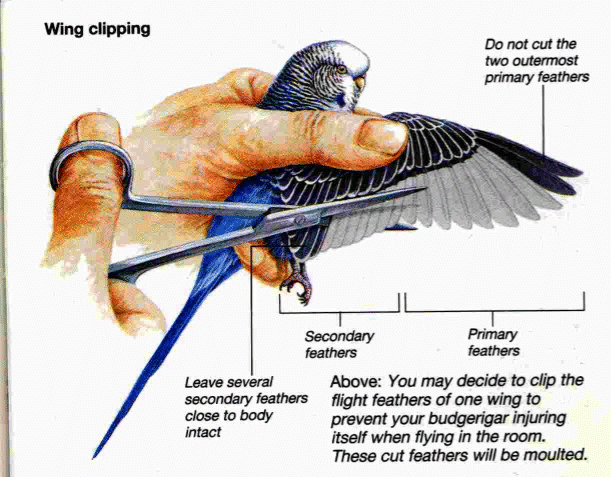 diagram for clipping budgie's wings